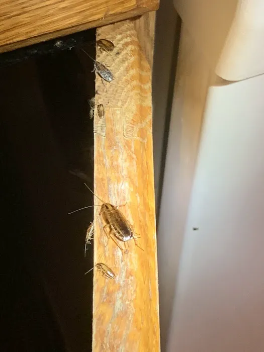 D Bug Pest Solutions Picture 7