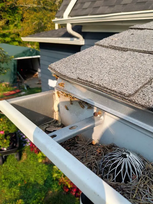 JP Pest Services Picture 6