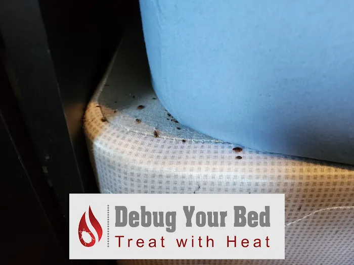 Debug Your Bed - Pest Control Picture 9