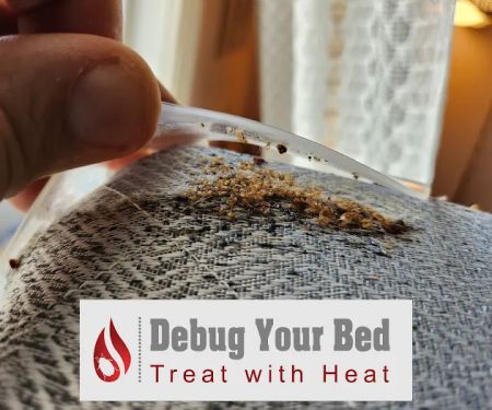 Debug Your Bed - Pest Control
