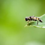 Garfield Pest Control