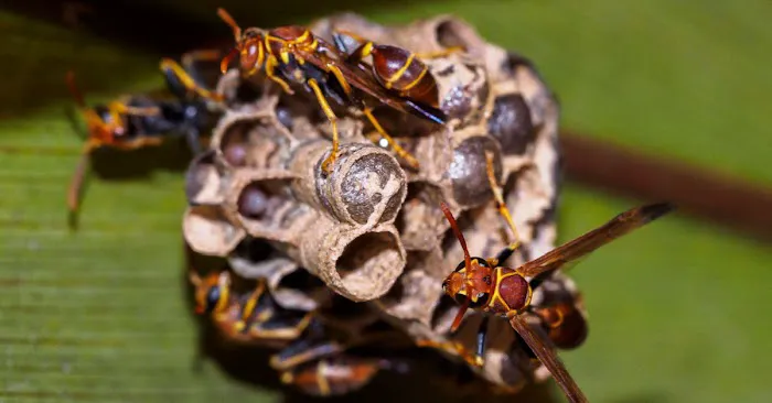 Garfield Pest Control Picture 7