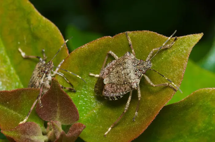 Garfield Pest Control Picture 3