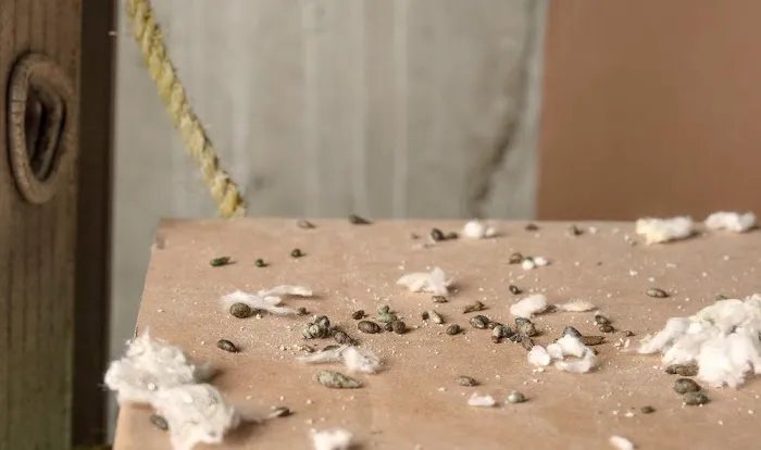 Garfield Pest Control Picture 10