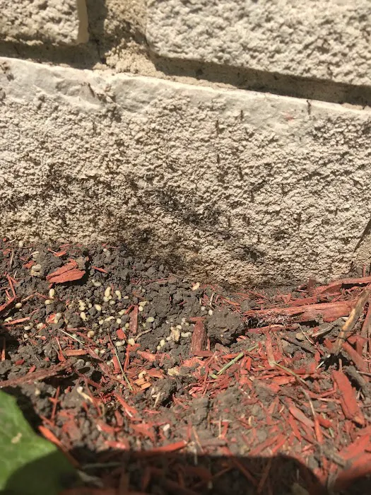 Anchor Pest Services Picture 7
