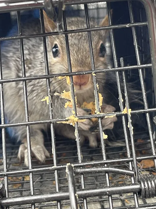 Catseye Pest Control - Nashua, NH Picture 10