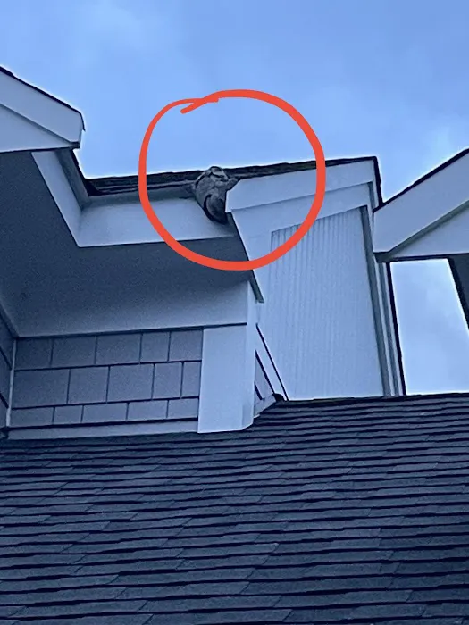 Catseye Pest Control - Nashua, NH Picture 7