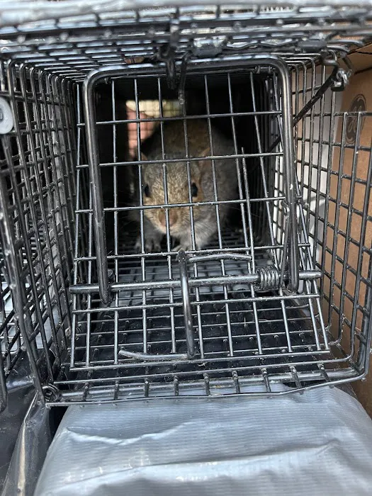 Catseye Pest Control - Nashua, NH Picture 8