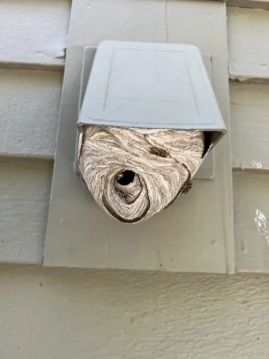 Acton Pest Control Services Picture 5