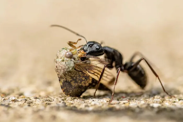 Acton Pest Control Services Picture 3