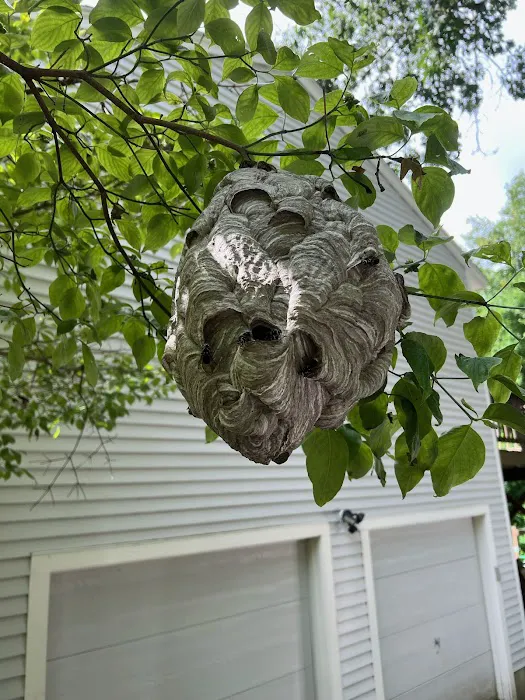 Acton Pest Control Services Picture 10