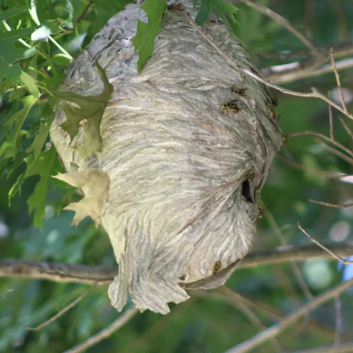 Banner Pest Control Picture 9