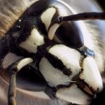Security Pest Elimination