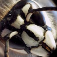 Security Pest Elimination ico