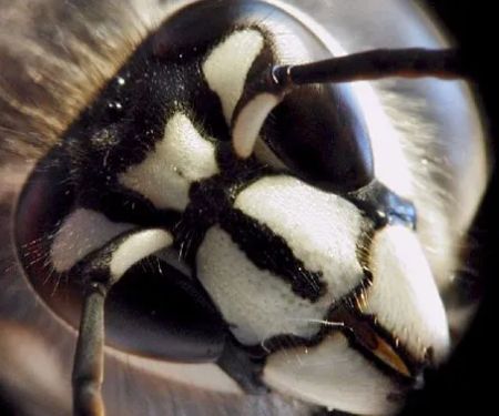 Security Pest Elimination