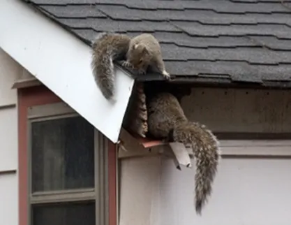 Security Pest Elimination Picture 9