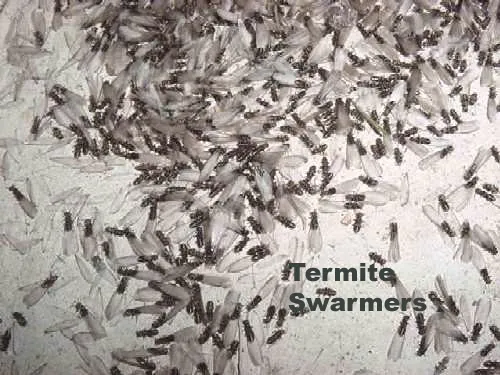Security Pest Elimination Picture 4