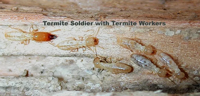 Security Pest Elimination Picture 7