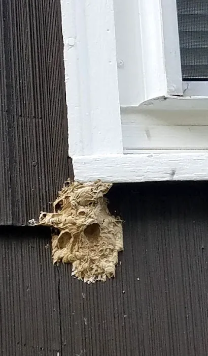 Discount Pest Control Picture 6