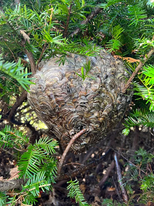 Tree Care by Stan Hunt & Hunt's Quality Pest Control Picture 2