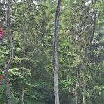 Tree Care by Stan Hunt & Hunt's Quality Pest Control