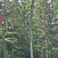 Tree Care by Stan Hunt & Hunt's Quality Pest Control ico