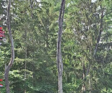 Tree Care by Stan Hunt & Hunt's Quality Pest Control