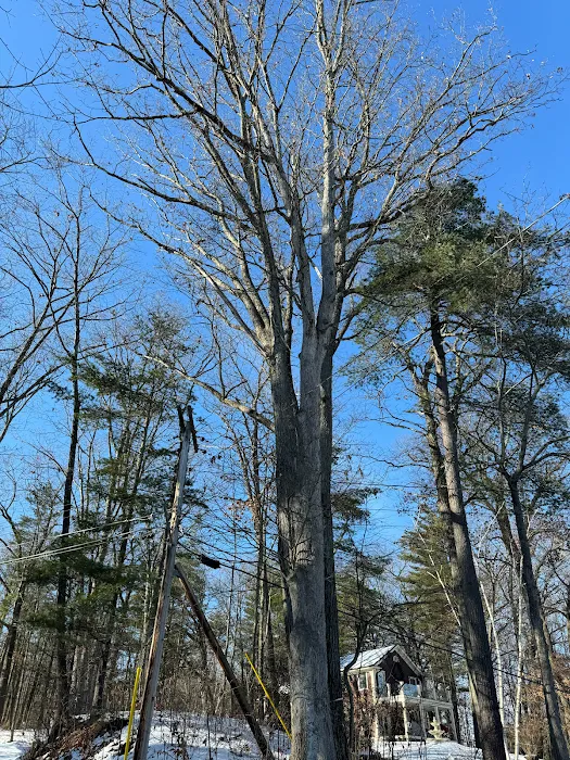 Tree Care by Stan Hunt & Hunt's Quality Pest Control Picture 6
