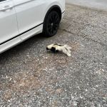 Dunbar Pest Control