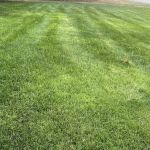 Groundhogs Lawn Care