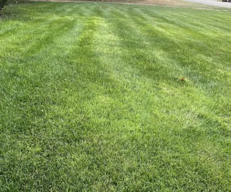Groundhogs Lawn Care