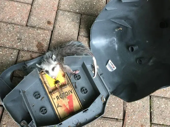 John's Nuisance Wildlife control Picture 7