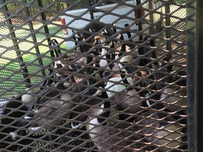 John's Nuisance Wildlife control Picture 9