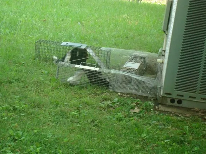 John's Nuisance Wildlife control Picture 3