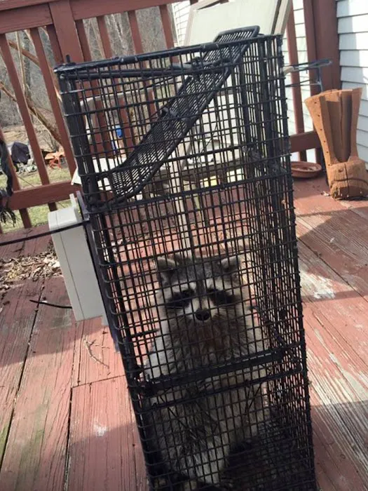 John's Nuisance Wildlife control Picture 5