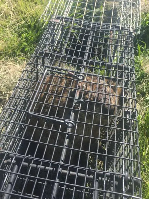 John's Nuisance Wildlife control Picture 10