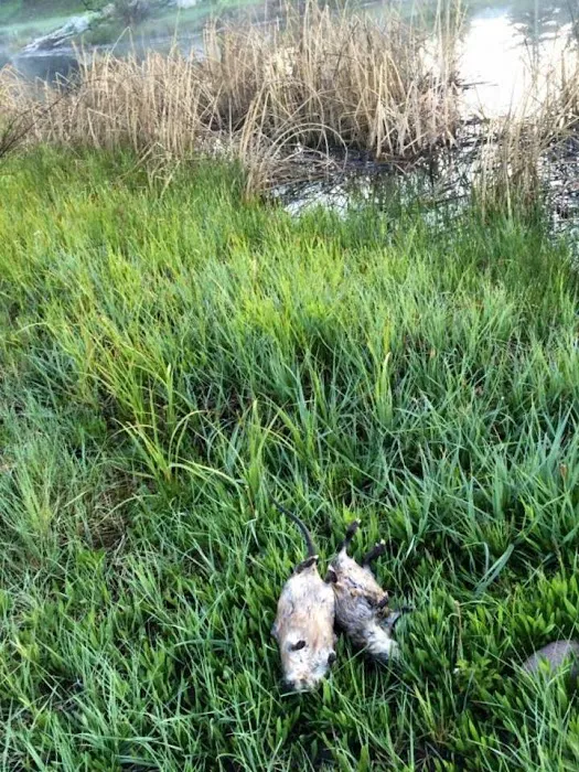 John's Nuisance Wildlife control Picture 2