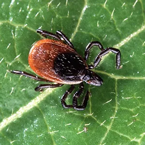 Mass Mosquito Control LLC Picture 4