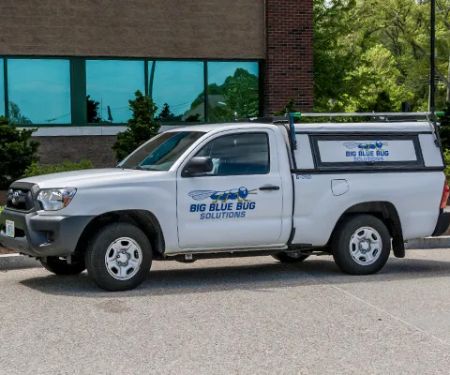 Big Blue Bug Solutions