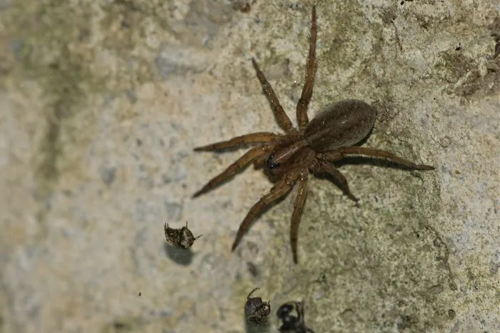 WPC Pest and Termite Control Picture 1