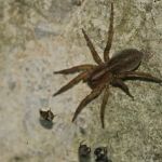 WPC Pest and Termite Control