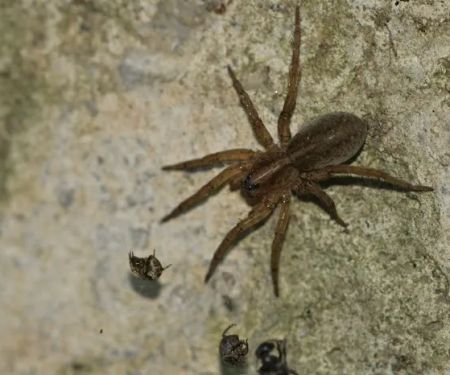 WPC Pest and Termite Control