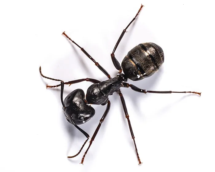 WPC Pest and Termite Control Picture 2