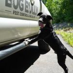 Bug Bully Rodent & Pest Control