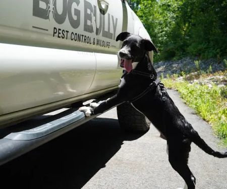 Bug Bully Rodent & Pest Control
