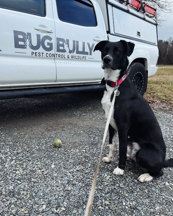 Bug Bully Rodent & Pest Control Picture 10