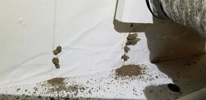 Assurance Pest Solutions Picture 3