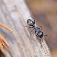 Rove Pest Control ico