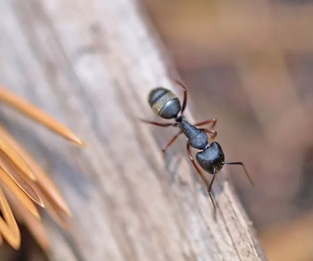 Rove Pest Control