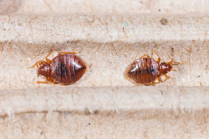 Rove Pest Control Picture 2
